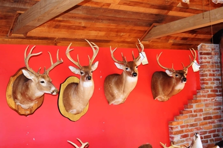 Hunting Lodge Timber 2260 Acres Jefferson County SW MS - image 17