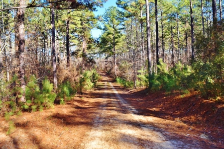 Hunting Lodge Timber 2260 Acres Jefferson County SW MS - image 45