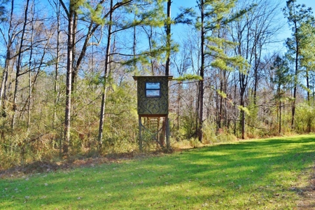 Hunting Lodge Timber 2260 Acres Jefferson County SW MS - image 43