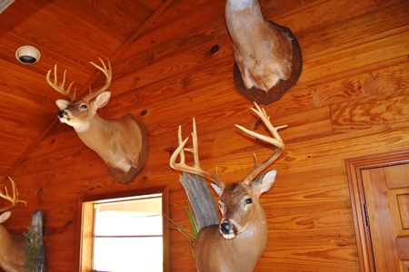 Hunting Lodge Timber 2260 Acres Jefferson County SW MS - image 13
