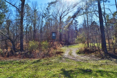 Hunting Lodge Timber 2260 Acres Jefferson County SW MS - image 40