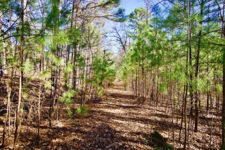 111 Acre Sanctuary with Pond in Benton LA Bossier Parish - image 29