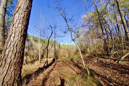 111 Acre Sanctuary with Pond in Benton LA Bossier Parish - image 38