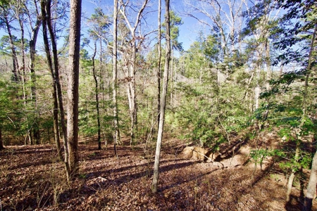 111 Acre Sanctuary with Pond in Benton LA Bossier Parish - image 35