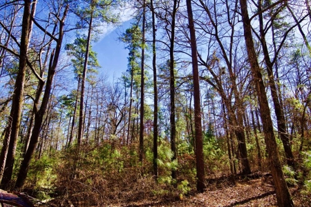111 Acre Sanctuary with Pond in Benton LA Bossier Parish - image 31