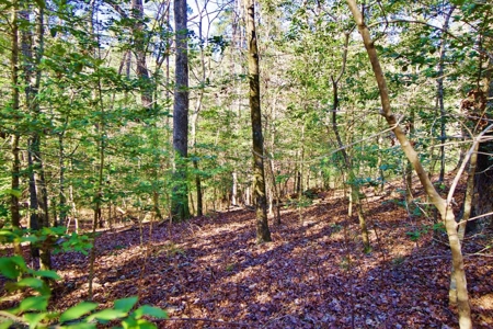 111 Acre Sanctuary with Pond in Benton LA Bossier Parish - image 19