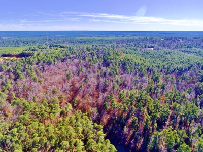 111 Acre Sanctuary with Pond in Benton LA Bossier Parish - image 33