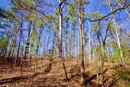 111 Acre Sanctuary with Pond in Benton LA Bossier Parish - image 28