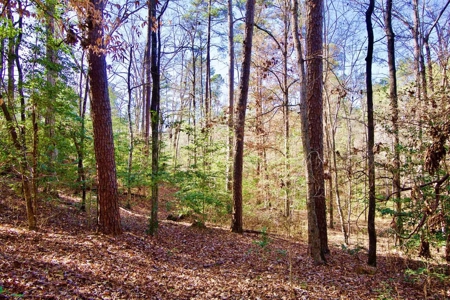 111 Acre Sanctuary with Pond in Benton LA Bossier Parish - image 36