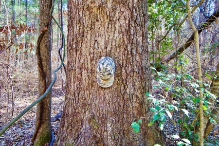 111 Acre Sanctuary with Pond in Benton LA Bossier Parish - image 34