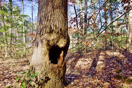 111 Acre Sanctuary with Pond in Benton LA Bossier Parish - image 37