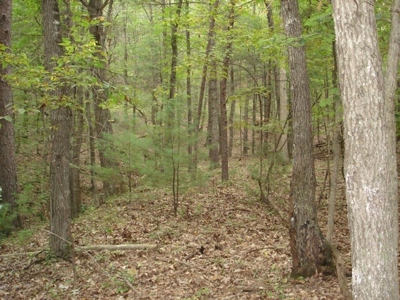 Large Acreage Hunting And  Recreational Tract In Bland VA - image 2