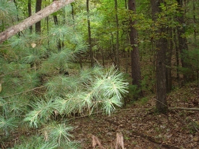 Large Acreage Hunting And  Recreational Tract In Bland VA - image 3