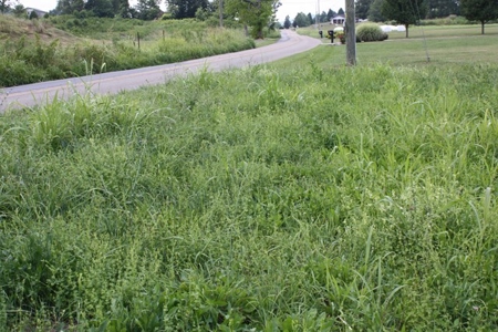 Level Building Site in Great Bristol VA Location For Sale - image 5