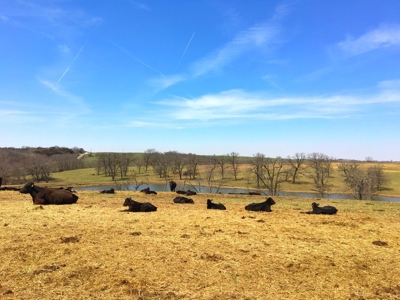 Grand River IA Farm 1021.8 Acres Contiguous Tract Decatur Co - image 30