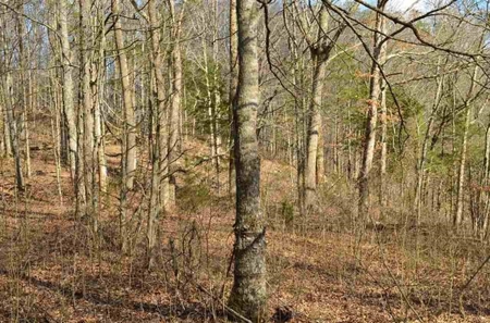 300 Acres Of Beautiful Mountain Property Sneedville, Tn - image 15