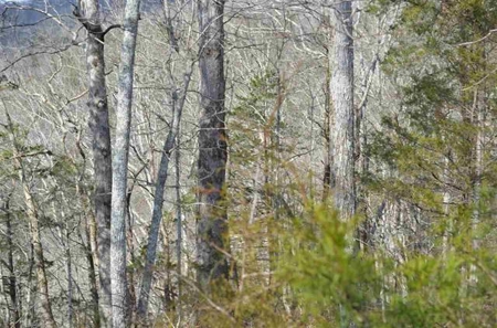 300 Acres Of Beautiful Mountain Property Sneedville, Tn - image 34