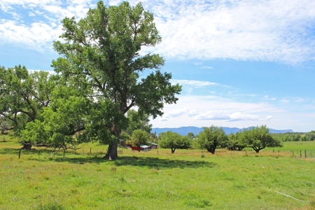 Orchard Land For Sale Southwest CO Water Rights, Dolores CO - image 4