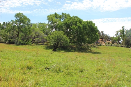Orchard Land For Sale Southwest CO Water Rights, Dolores CO - image 1