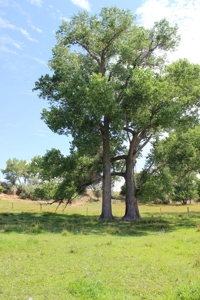 Orchard Land For Sale Southwest CO Water Rights, Dolores CO - image 7