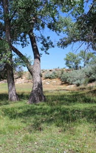Orchard Land For Sale Southwest CO Water Rights, Dolores CO - image 9
