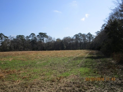 Rural land in Graceville FL with possible owner financing. - image 29