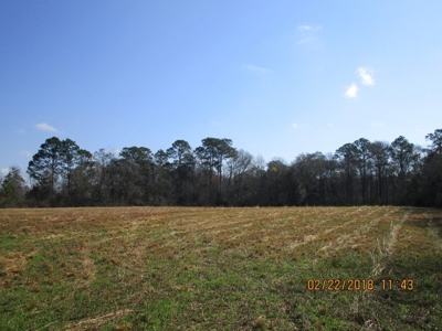 Rural land in Graceville FL with possible owner financing. - image 31