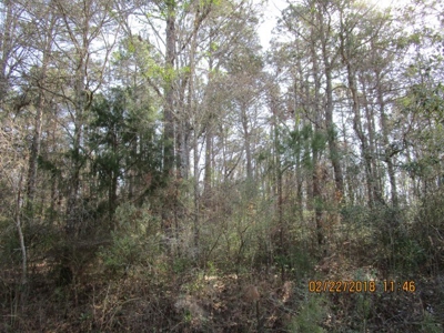 Rural land in Graceville FL with possible owner financing. - image 33