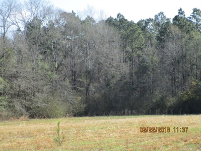 Rural land in Graceville FL with possible owner financing. - image 24