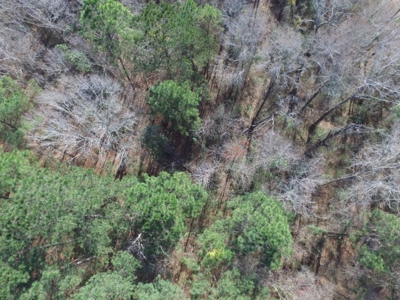 Rural land in Graceville FL with possible owner financing. - image 13