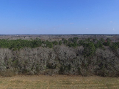 Rural land in Graceville FL with possible owner financing. - image 5
