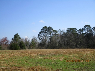 Rural land in Graceville FL with possible owner financing. - image 28