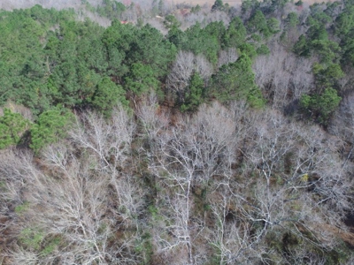 Rural land in Graceville FL with possible owner financing. - image 9
