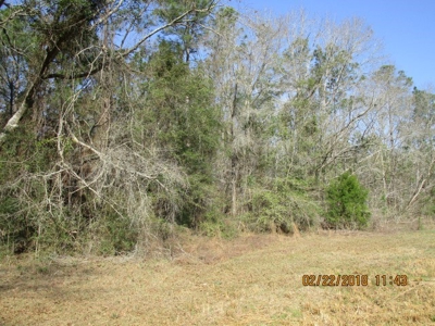 Rural land in Graceville FL with possible owner financing. - image 30