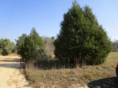 Rural land in Graceville FL with possible owner financing. - image 19