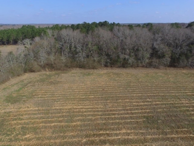 Rural land in Graceville FL with possible owner financing. - image 2