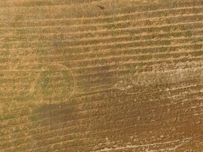 Rural land in Graceville FL with possible owner financing. - image 4