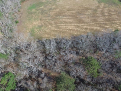 Rural land in Graceville FL with possible owner financing. - image 16