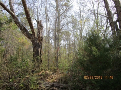 Rural land in Graceville FL with possible owner financing. - image 34