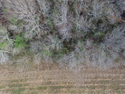 Rural land in Graceville FL with possible owner financing. - image 8
