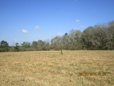 Rural land in Graceville FL with possible owner financing. - image 27