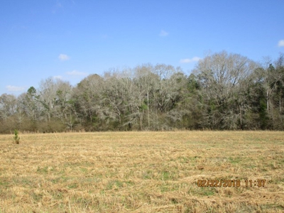 Rural land in Graceville FL with possible owner financing. - image 26