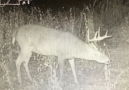 Tillable Farm and Hunting Tract - Bossier Parish LA - image 35