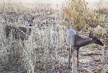 Tillable Farm and Hunting Tract - Bossier Parish LA - image 39