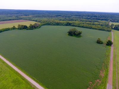 Tillable Farm and Hunting Tract - Bossier Parish LA - image 4