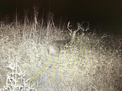 Tillable Farm and Hunting Tract - Bossier Parish LA - image 37