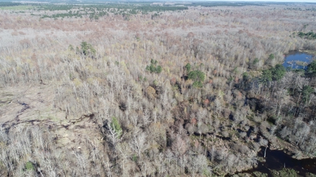Large Acres Bottomland Hunting for Sale in Southern Arkansas - image 2