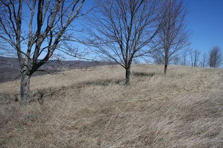 33.7 acres of open and wooded land on Monterey Mt./Highland - image 6