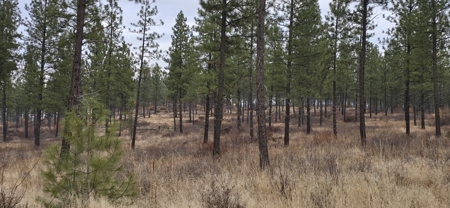 1200 Ac ~ 4 contiguous Parcels in Stevens County, WA just Minutes from Long Lake - image 16