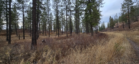 1200 Ac ~ 4 contiguous Parcels in Stevens County, WA just Minutes from Long Lake - image 18